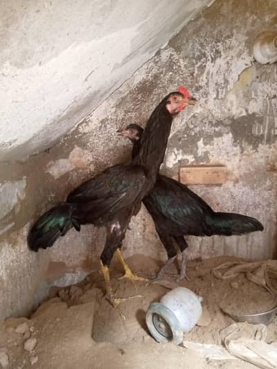 Aseel Cook and Hen