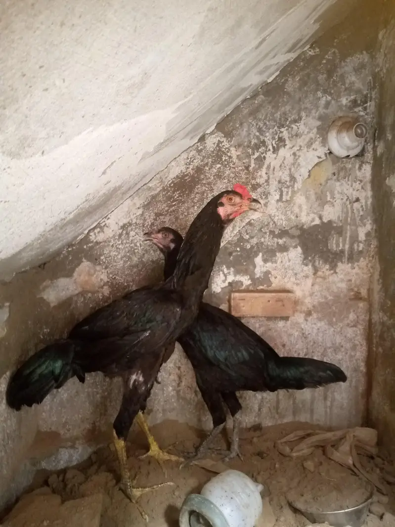 Aseel Cook and Hen — photo 2