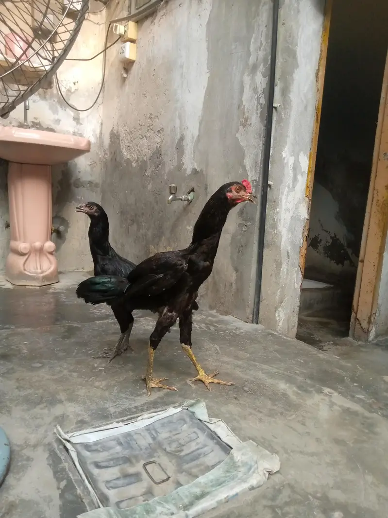 Aseel Cook and Hen — photo 3