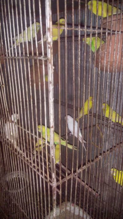 Australian Parrots