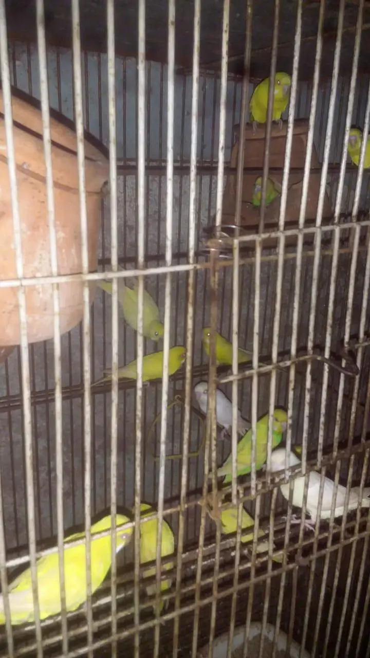 Australian Parrots — photo 2