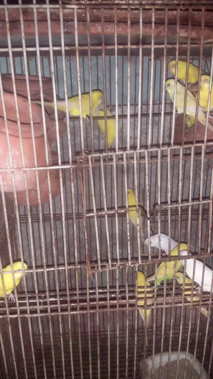 Australian Parrots — photo 3