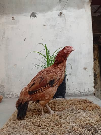  Healthy Aseel  Murgi For Sale