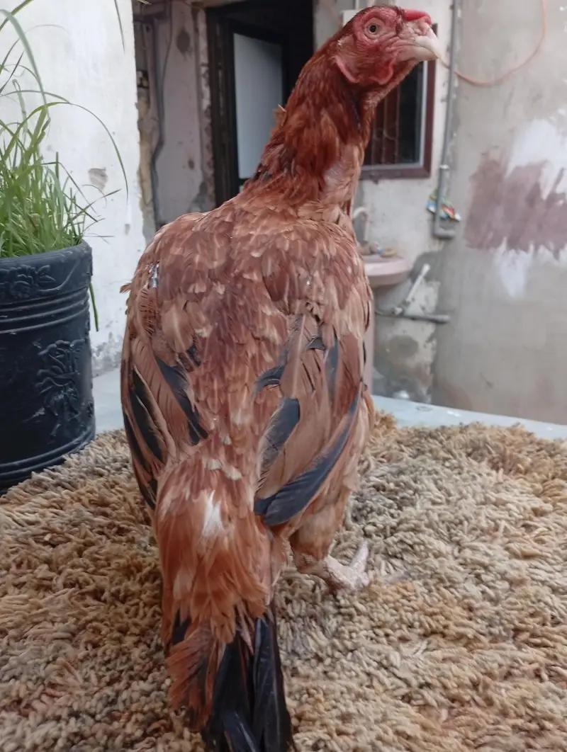  Healthy Aseel  Murgi For Sale — photo 5