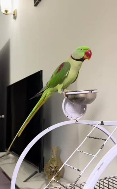 Kashmiri raw parrot for sale and time vice train vaccine mukammal