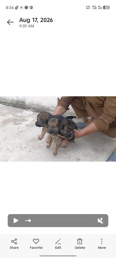 German shepherd
