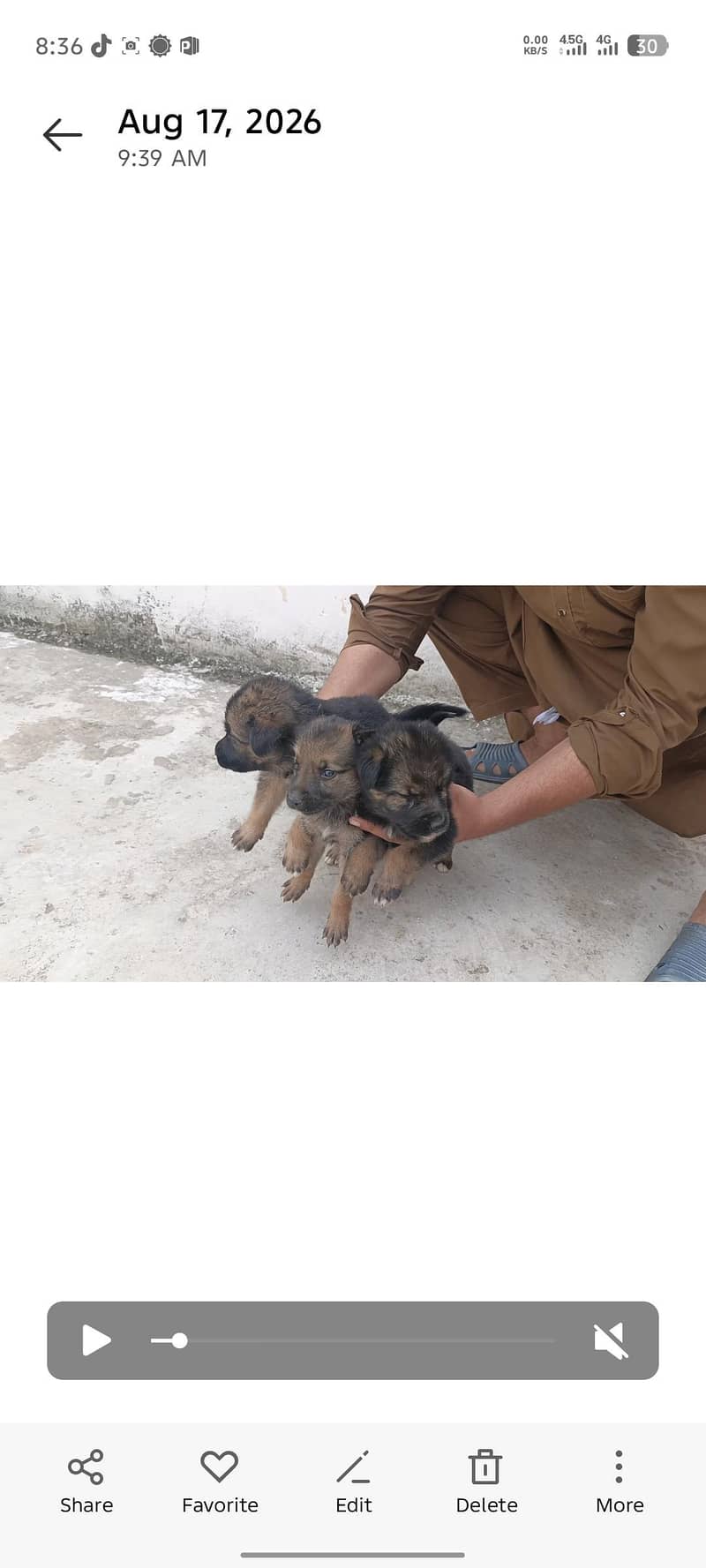 German shepherd 0