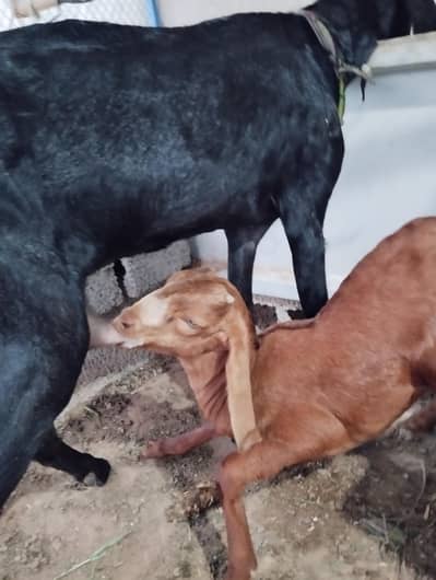Desi Goat with male kid