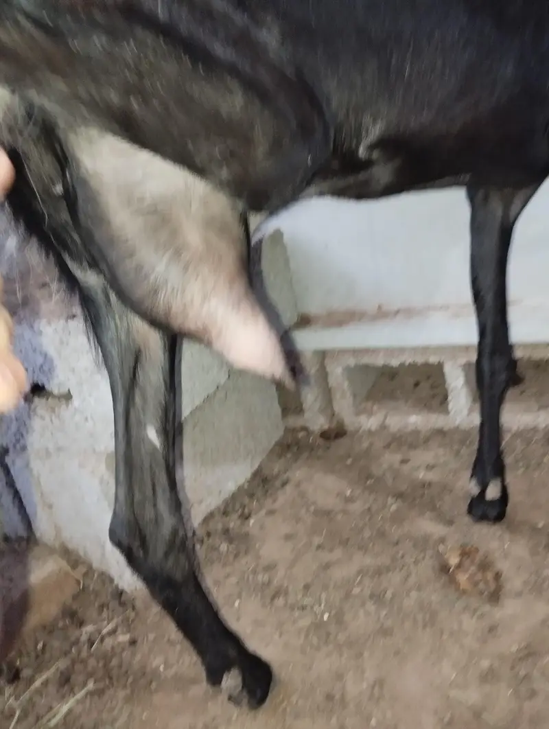 Desi Goat with male kid — photo 2