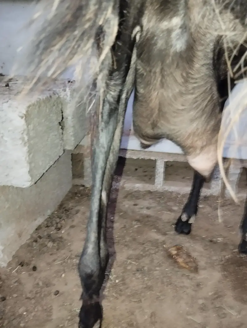 Desi Goat with male kid — photo 3