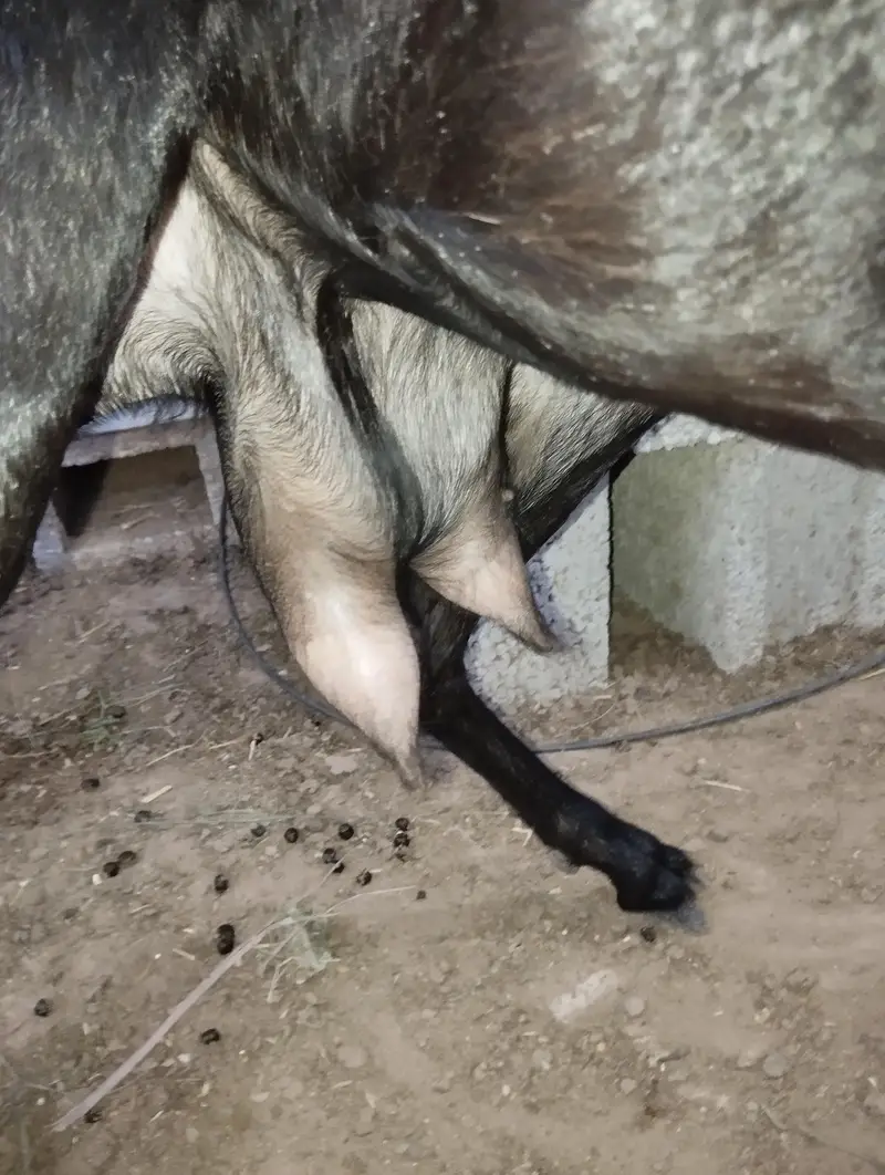 Desi Goat with male kid — photo 4