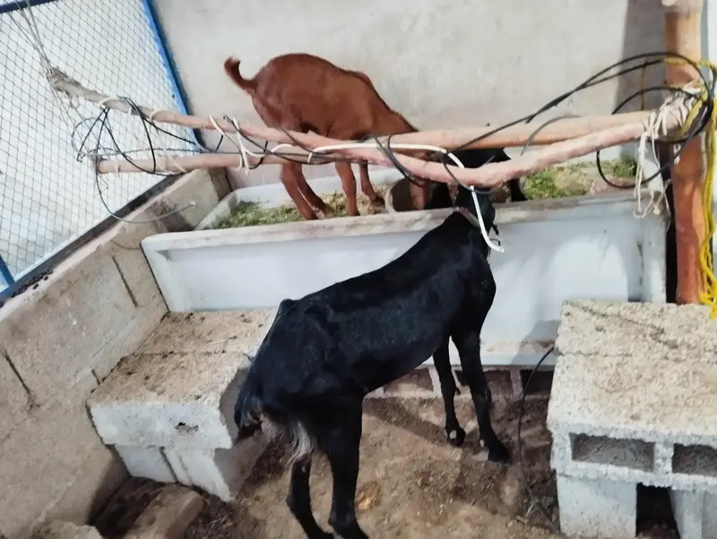 Desi Goat with male kid — photo 5