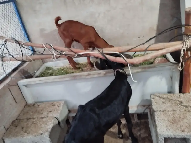 Desi Goat with male kid — photo 6