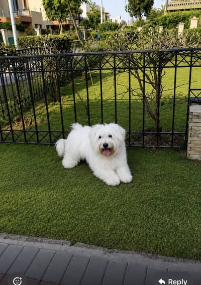 American poodle
