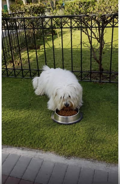 American poodle