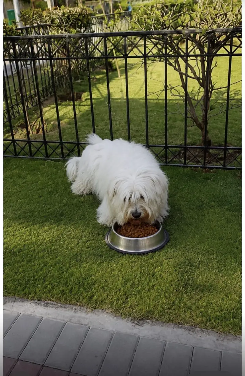 American poodle — photo 2