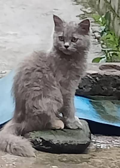 Cute pair of baby doll face /semi punch Persian male female pair