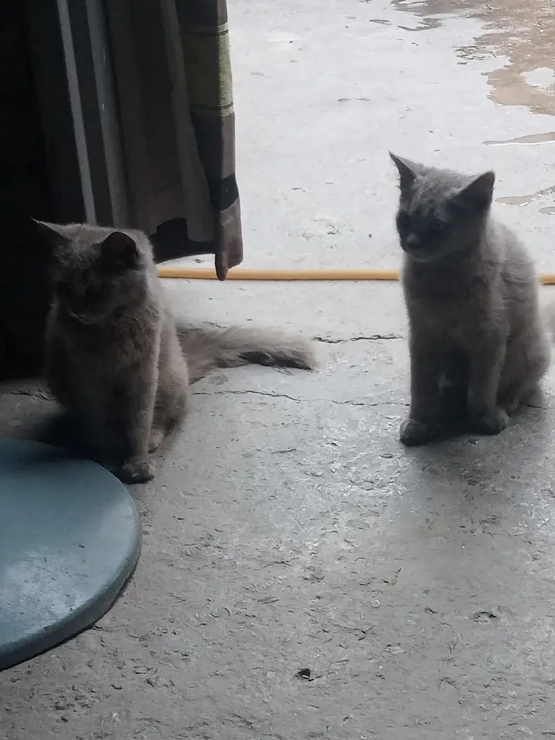 Cute pair of baby doll face /semi punch Persian male female pair — photo 2