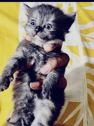 kitten for sale