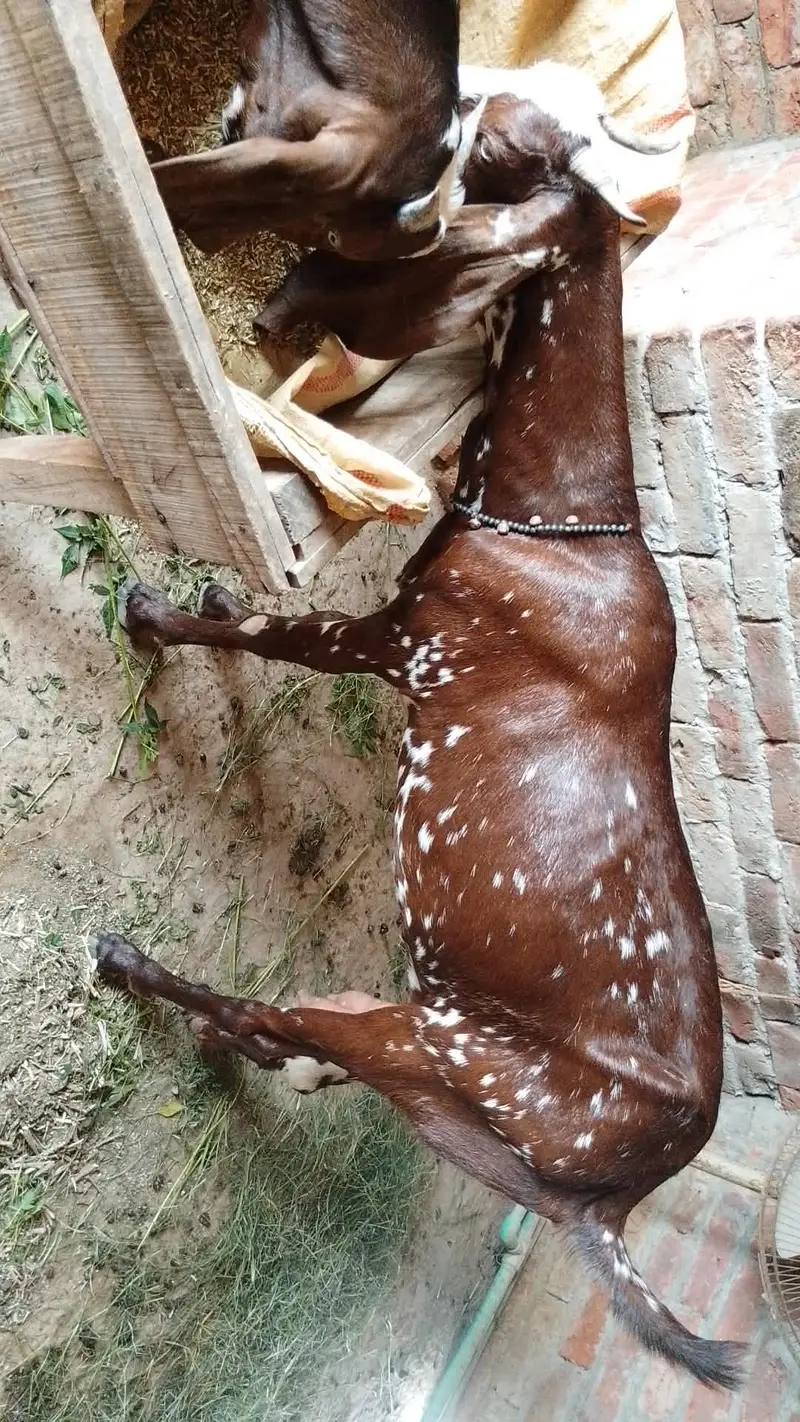 Makhi cheeni gabban bakri 1.5 mah ki cross — photo 2