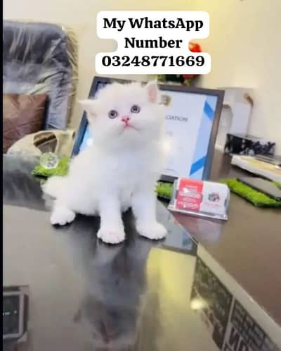 Persion Cat 2 month age for sale