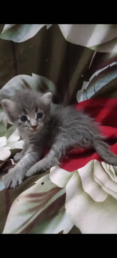 Three Kids Persian Cat