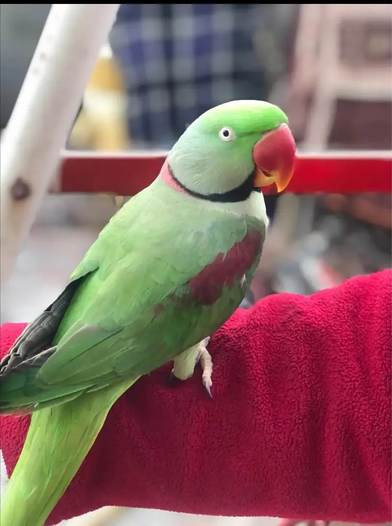 raw parrot male — photo 2