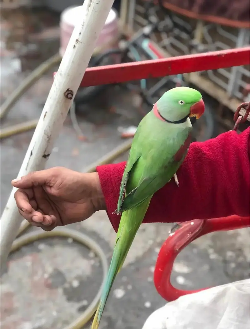 raw parrot male — photo 3