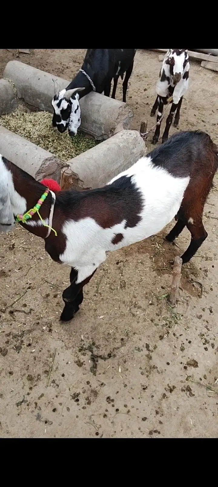 dasi bhrhe Kano wali path 2 mah ki pregnat — photo 3