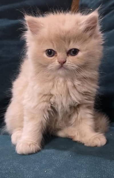 Persian cat