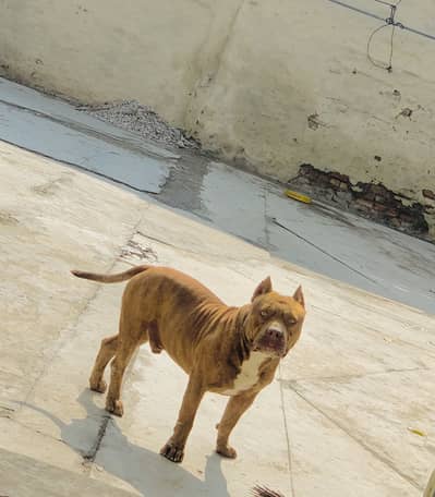 Apex pitbull for sale