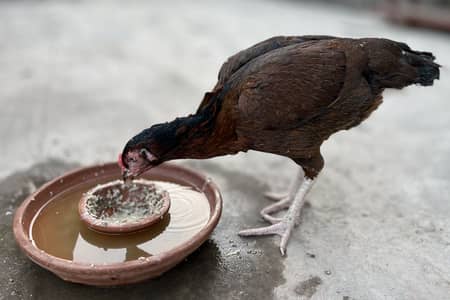Aseel murgi