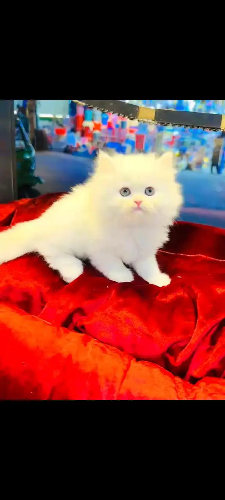 persian cat for sale — photo 2