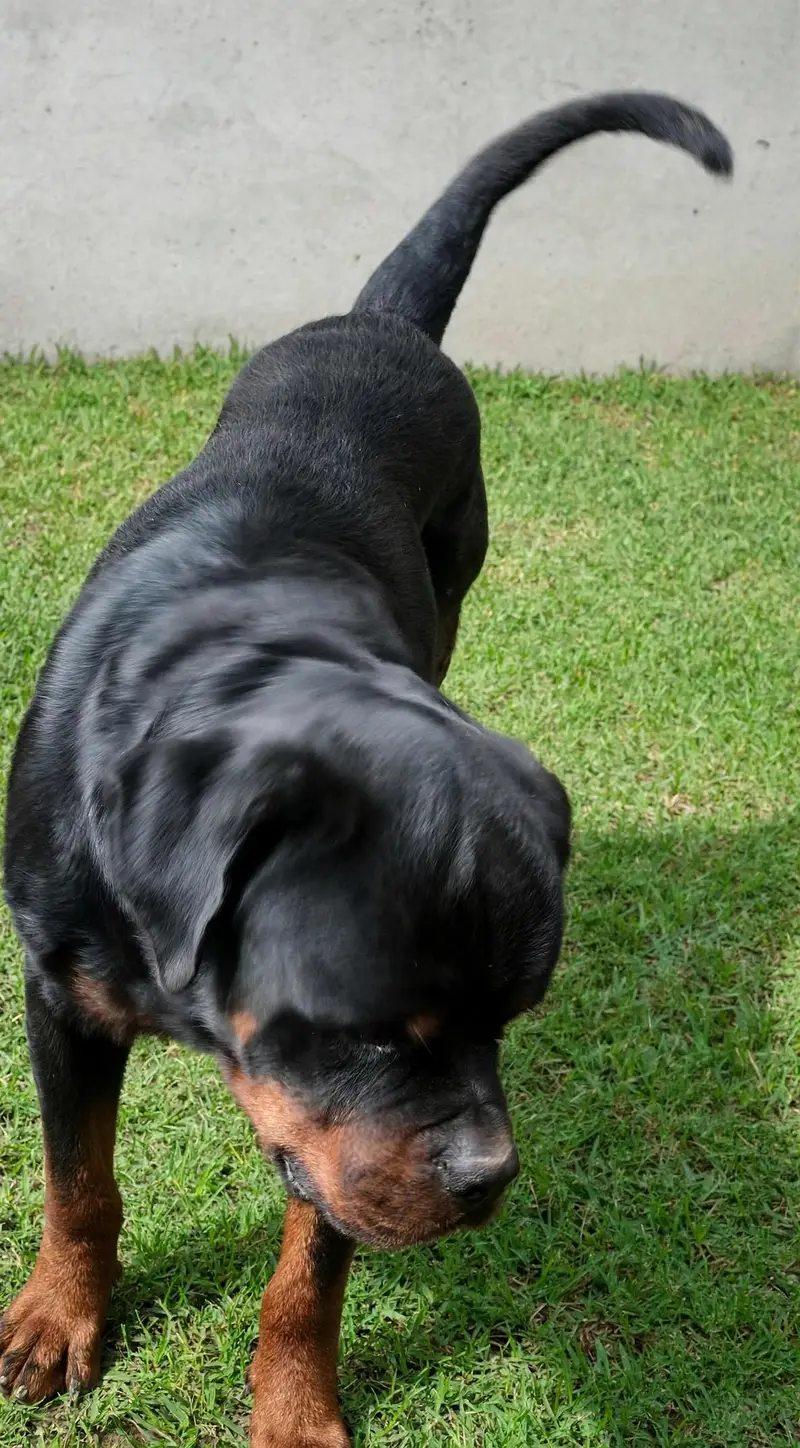 Rottweiler Pedigree — photo 5