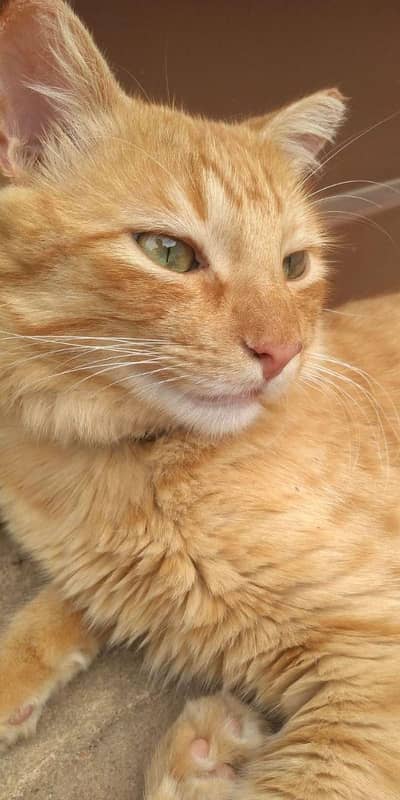 Male Persian cat