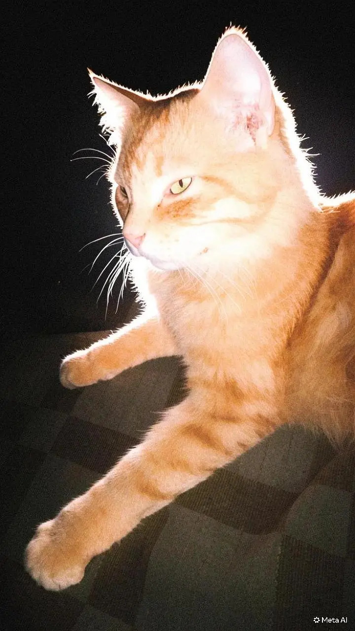 Male Persian cat — photo 3