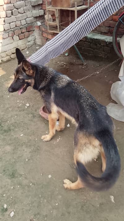 Friendly dog