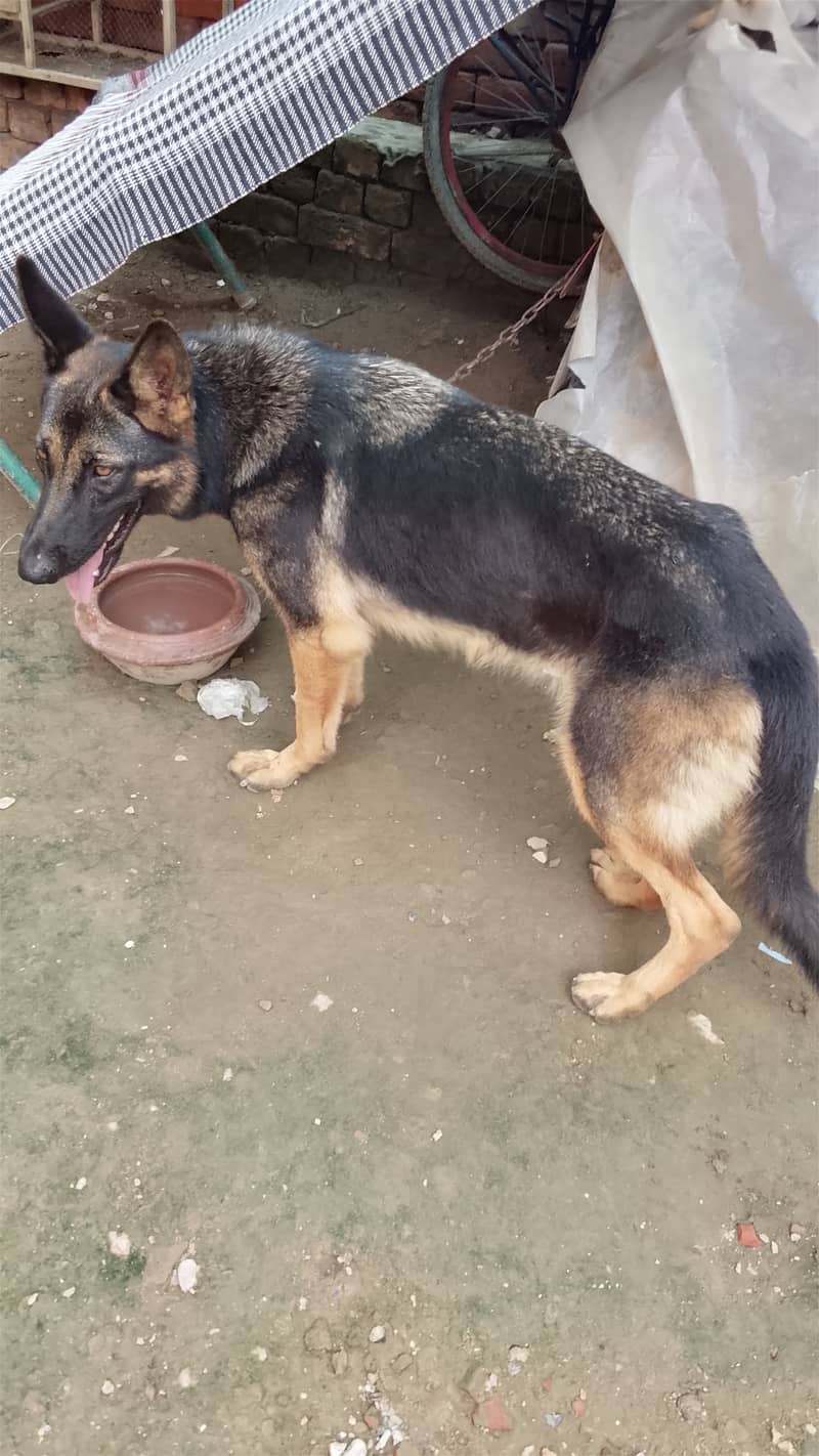 Friendly dog 1