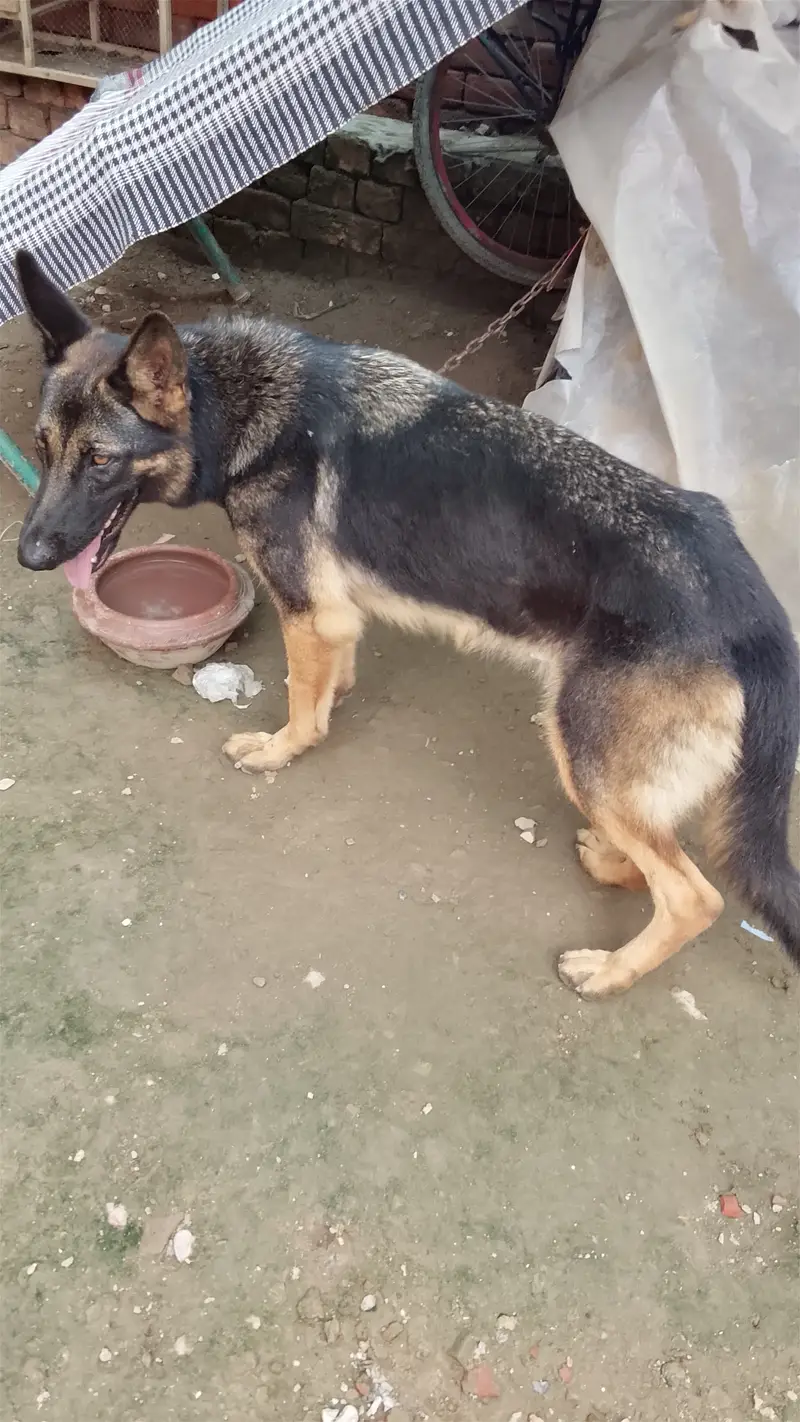Friendly dog — photo 2