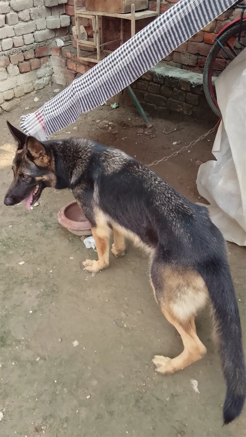 Friendly dog — photo 3