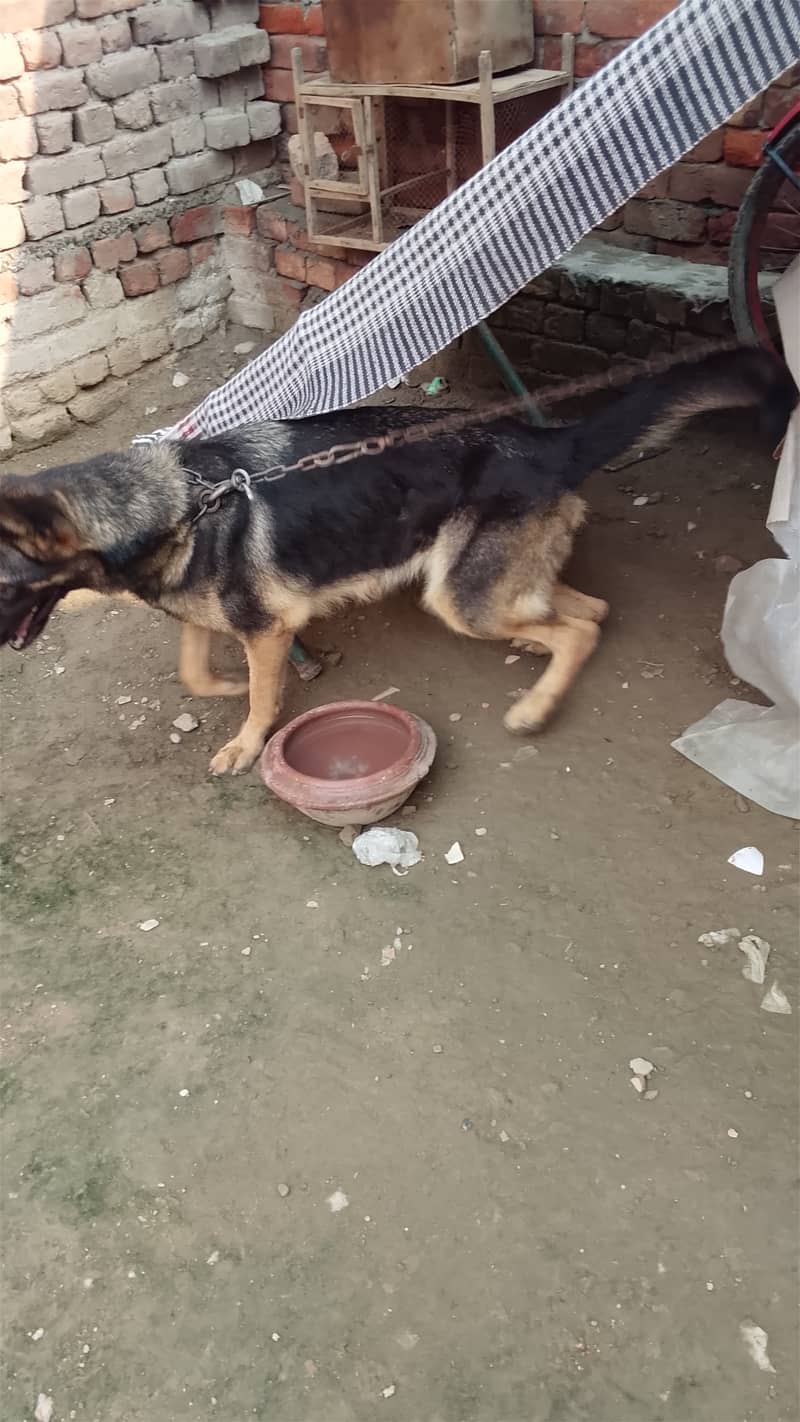 Friendly dog 3