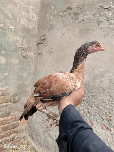 pure full mazboot  guaranted birds