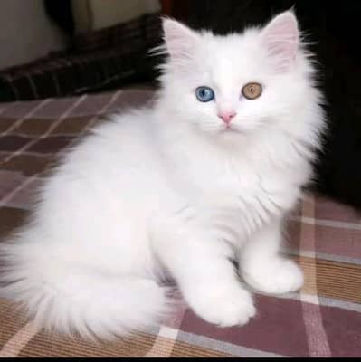 3 codes cats 2 cats seel  ek Mel aur ek female