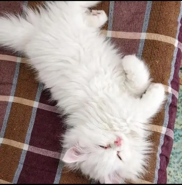 3 codes cats 2 cats seel  ek Mel aur ek female — photo 2