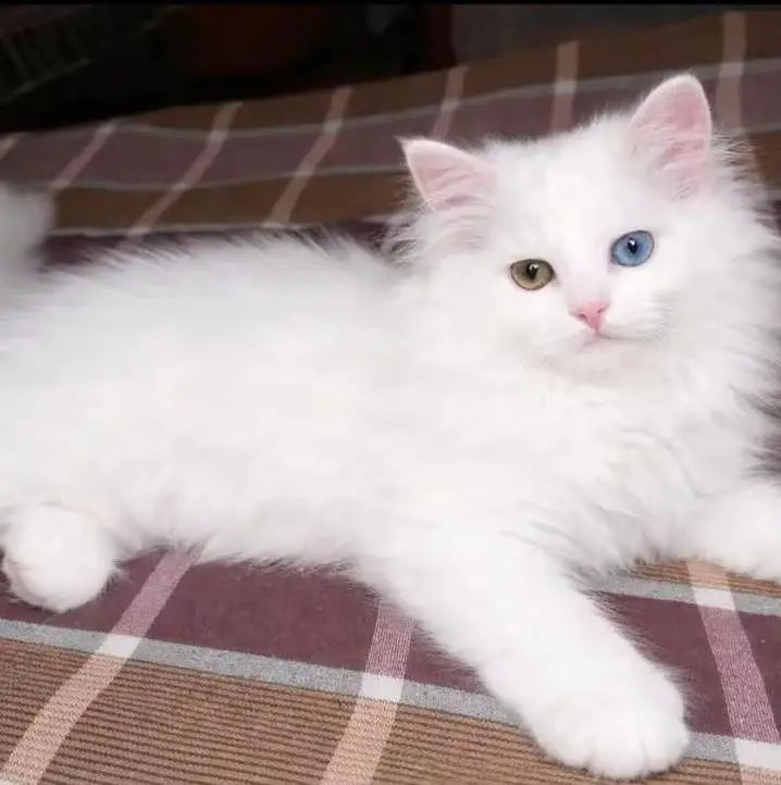 3 codes cats 2 cats seel  ek Mel aur ek female — photo 3