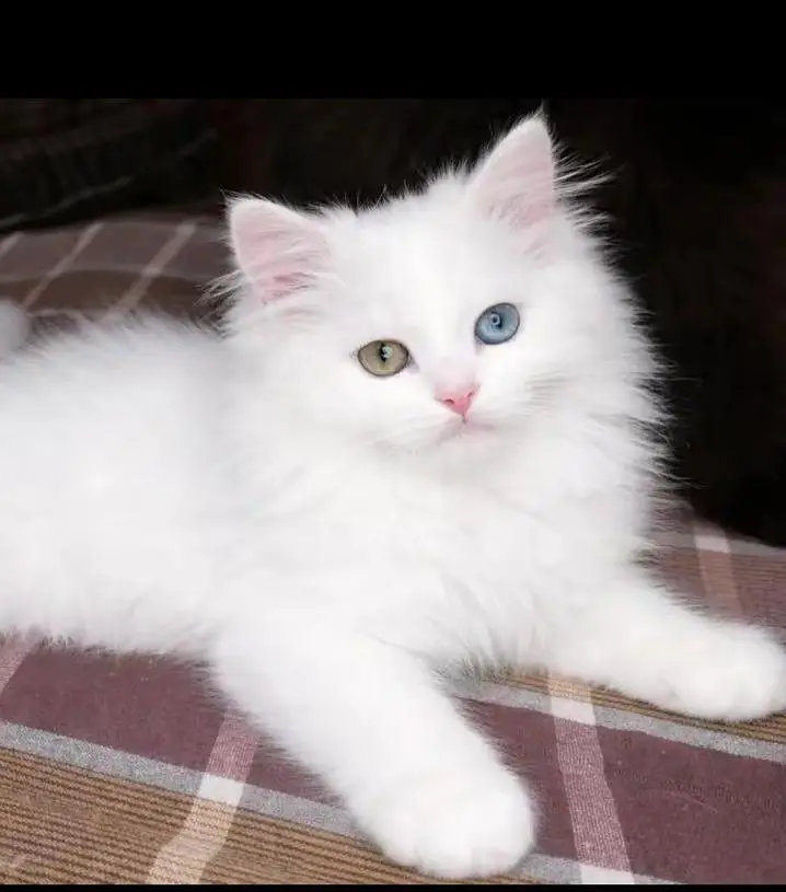 3 codes cats 2 cats seel  ek Mel aur ek female — photo 4