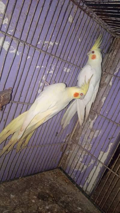 Cream cocktail breeder pair in good size healthy and active