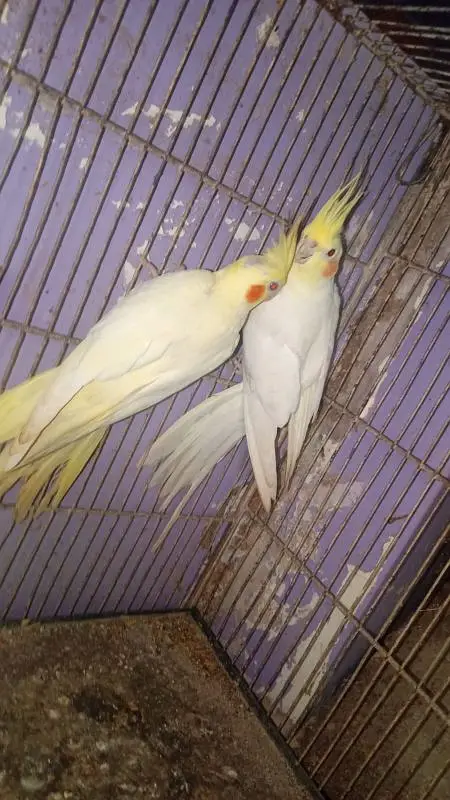 Cream cocktail breeder pair in good size healthy and active — photo 2