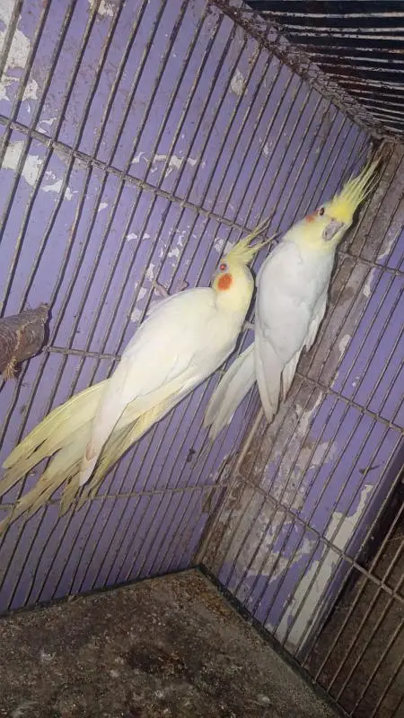 Cream cocktail breeder pair in good size healthy and active — photo 3