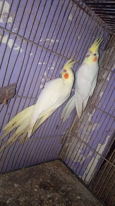 Cream cocktail breeder pair in good size healthy and active — photo 4